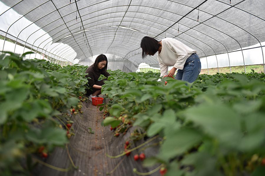 重慶：北鬥鋤禾成城裏人的開心農場