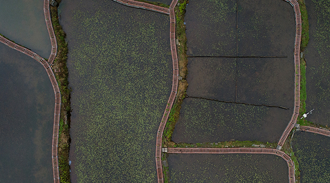 航拍重慶生態莼菜田 點綴美麗鄉村建設