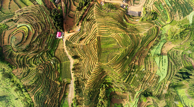航拍重慶美麗鄉村宜居鄉 萬畝茶園入畫來