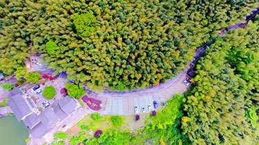 航拍重慶茶山竹海 青翠欲滴春意盎然