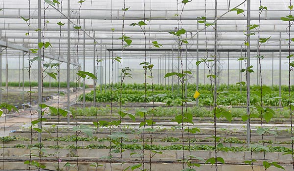 發展新興生産方式 虎頭村村民回鄉當&ldquo;綠領&rdquo;