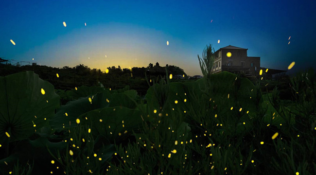 重慶渝北10萬多只螢火蟲翩然起舞宛若繁星