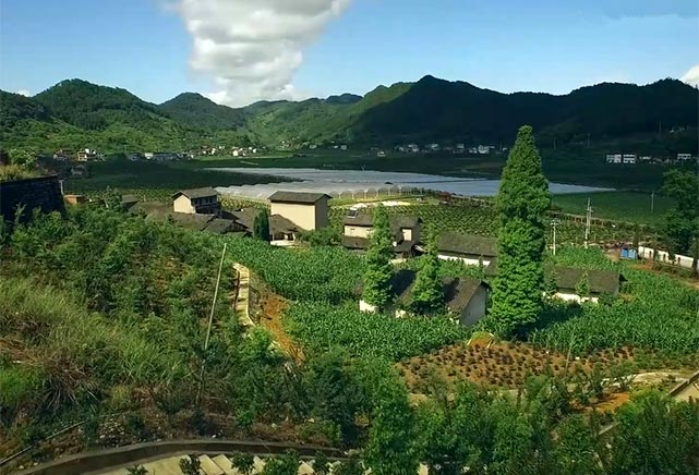 农民成‘绿领’ 人均年收入突破15000元
