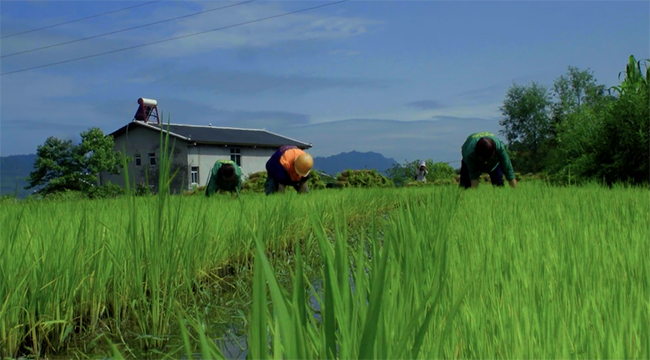 芒種|&ldquo;忙種&rdquo; 勿負光陰