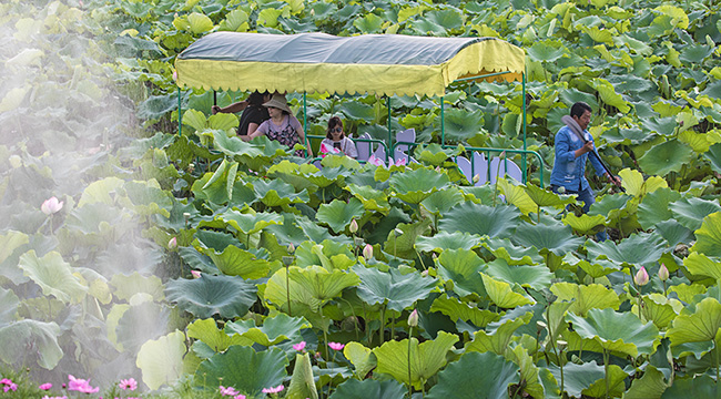 仲夏時節 到永川賞荷採蓮