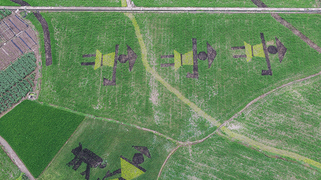 航拍重慶3D彩色稻 禪稻田園山水綠