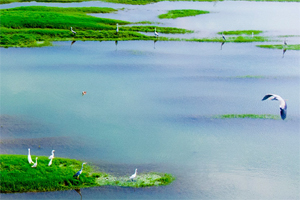 重慶：水清兩岸綠 長江鷺成行