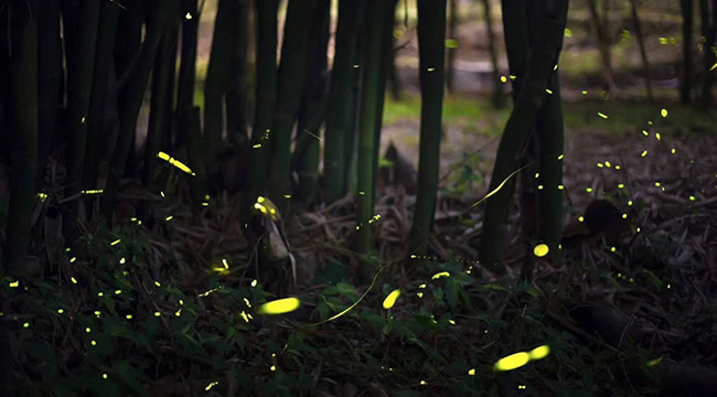 上萬只螢火蟲漫天飛舞 重慶沙坪壩螢火谷文創農場即將開放