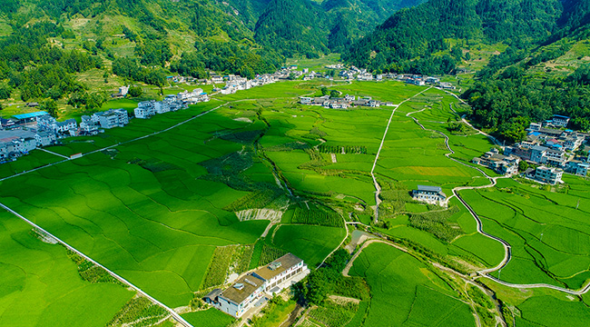 航拍重慶&ldquo;稻米之鎮&rdquo; 千裏沃野盡秀色