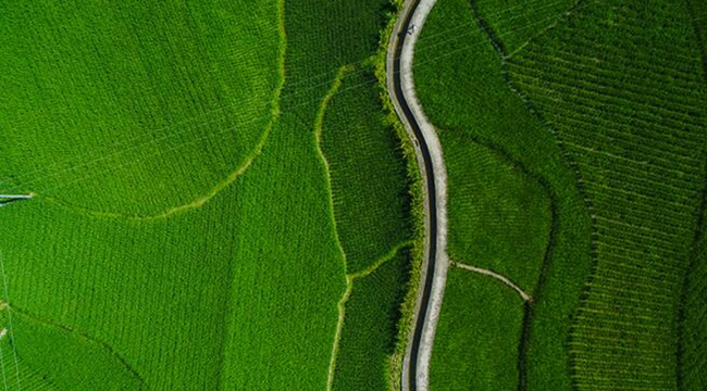 航拍重慶&ldquo;稻米之鎮&rdquo; 千裏沃野盡秀色