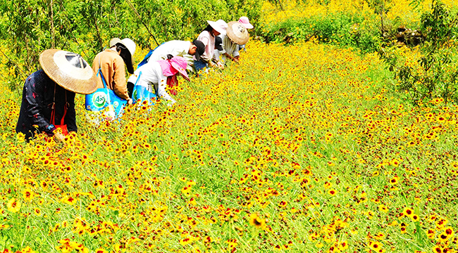 重慶酉陽天山雪菊進入採摘期 村民致富添新渠道
