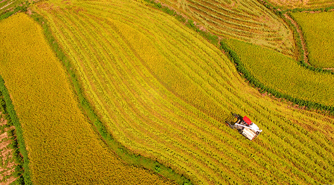 航拍山城重慶曬秋景象
