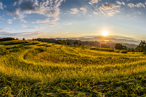 重慶秋之田野：稻菽千重浪 農家滿院金