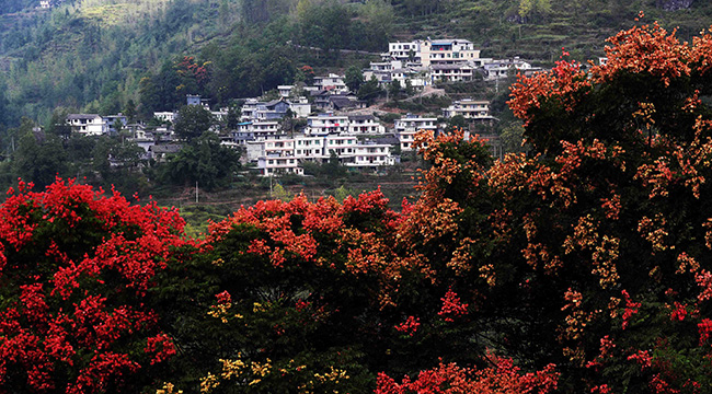 重慶黔江：欒樹紅果掩映 山村秋色如畫