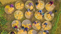 喜看稻菽千重浪 重慶梁平慶豐收