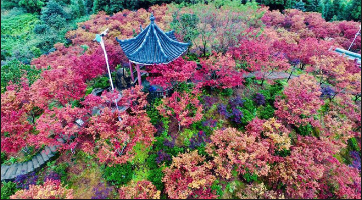 重庆巴南区五洲园500亩红枫层林尽染美如画