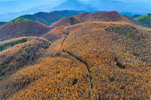 重慶梨子坪迎晚秋盛景 山山嶺嶺盡是金黃