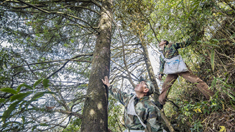 重慶南川三兄弟接力守護&ldquo;植物熊貓&rdquo;
