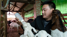 羊倌周先鋒：脫貧路上喜洋洋