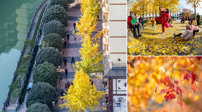 美在冬季|銀杏葉與楓葉交織 南川城區美如畫