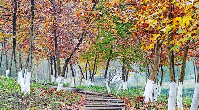 冬日山城賞&ldquo;秋景&rdquo;