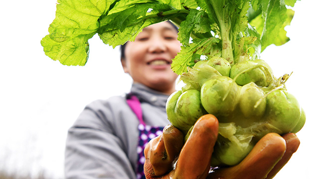 2萬畝榨菜助力酉陽太河村民脫貧致富