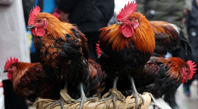 【新春走基層】背簍上的年味