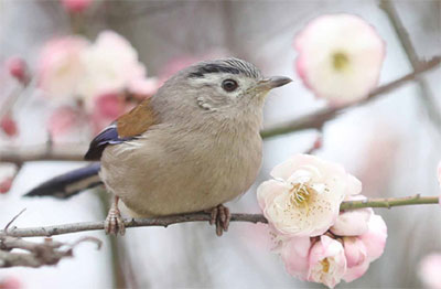 梅開鳥鬧迎春來