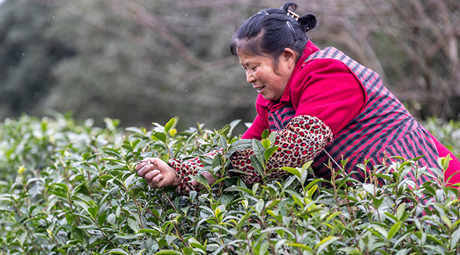重庆南川:抢采早春茶