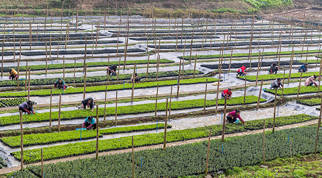 大地回暖 重慶多地進入農忙期
