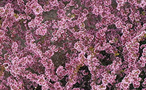 航拍重慶暖春櫻花 浪漫滿樹如雲霞