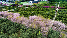 浪漫春季 北碚櫻花盛放如十裏錦繡