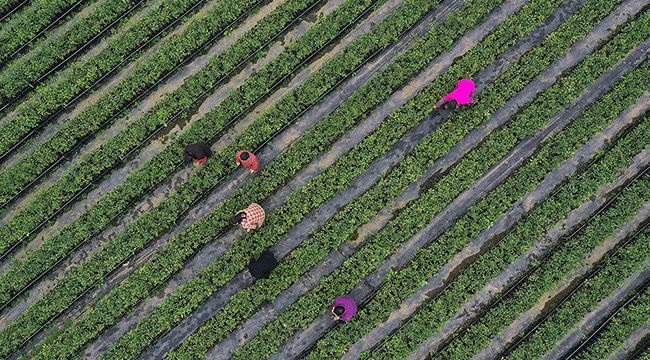 航拍重庆乡村劳作图 奏响春日田园交响曲