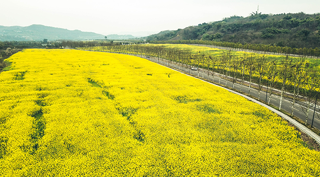 阳春三月航拍重庆广阳岛 油菜花海金灿灿