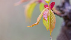 春風吹綠芽 輕舞春天裏