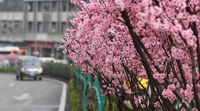 陽春二三月 城市花影各妖嬈