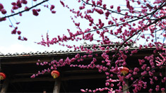 梅映古鎮春意濃