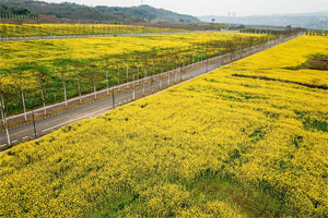 阳春三月航拍重庆广阳岛 油菜花海金灿灿