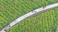 重慶忠縣油菜花田盛開 鄉村田園相映成趣