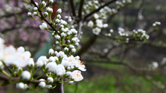 重慶萬盛青年鎮繽紛春色待君來