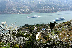 第二屆長江三峽（巫山）李花節開幕