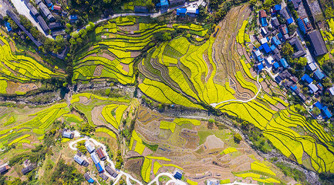 重慶梁平田園花開春意濃