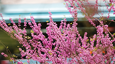 重慶沙坪壩：又見桃花笑春風