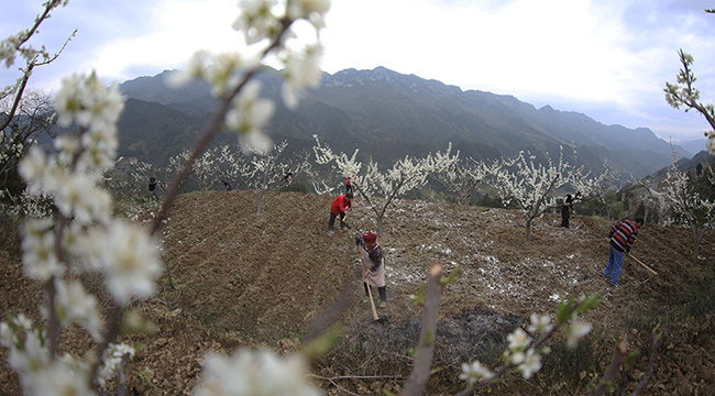 重慶彭水：李花飄香農耕忙