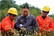 农网改造助力乡村振兴