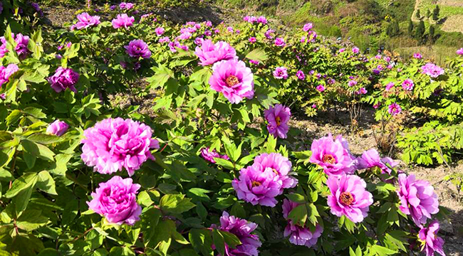 第二十屆重慶墊江牡丹花節開幕 花花世界春意濃