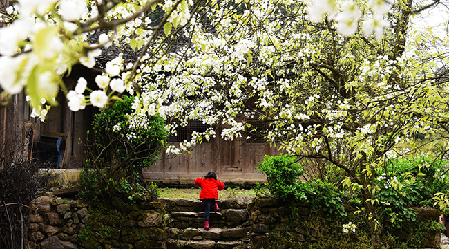 重慶有個&ldquo;梨花寨&rdquo; 木樓青瓦蘊花香