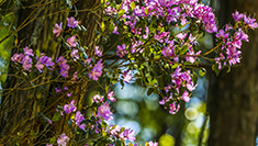 重慶梁平：紫杜鵑花開山間美如畫卷