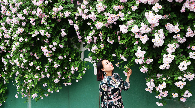 薔薇花裏，你笑的樣子真美！