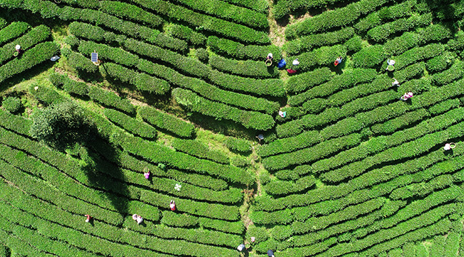 無人機航拍：重慶酉陽3000余畝高山烏龍茶開採